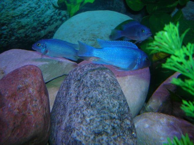 freshwater fish - cyrtocara moorii - blue dolphin cichlid stocking in 46 gallons tank - African Cichlids