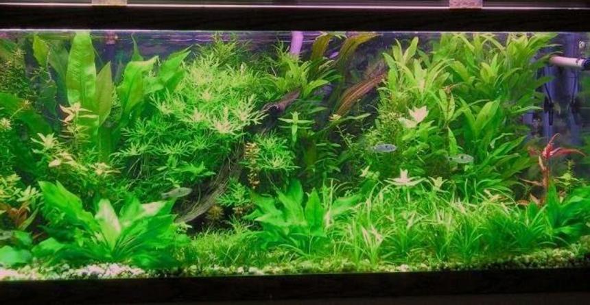 Rated #18: 75 Gallons Planted Tank - 75 gallon co2