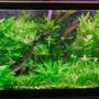 75 gallons planted tank (mostly live plants and fish) - 75 gallon co2