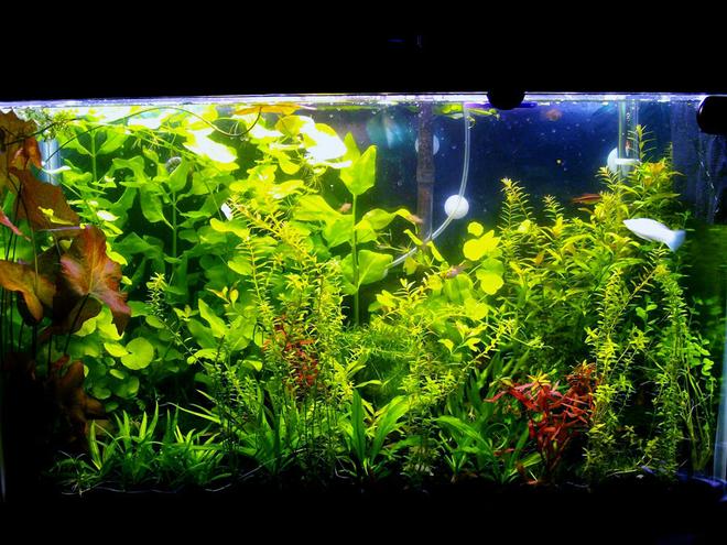 29 gallons planted tank (mostly live plants and fish) - 29g Heavily Planted, before trimming