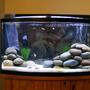 29 gallons freshwater fish tank (mostly fish and non-living decorations) - 46g African Cichlid