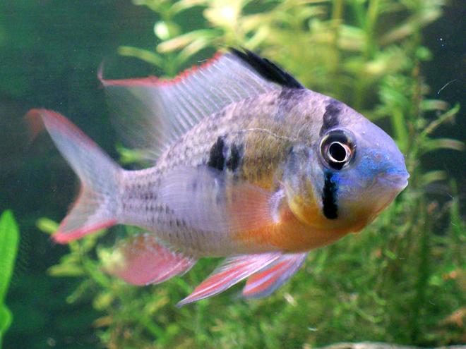 freshwater fish - microgeophagus altispinosa - bolivian ram stocking in 29 gallons tank - Male Bolivian Ram Cichlid