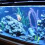 fish tank picture - Happy Cichlid Community :P