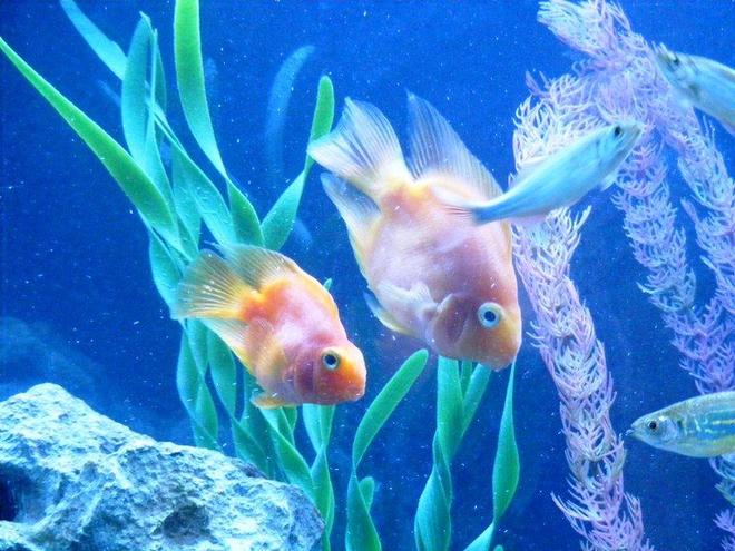 freshwater fish - heros severus x amphilophus citrinellum - blood parrot stocking in 55 gallons tank - My Parrots