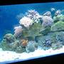 55 gallons reef tank (mostly live coral and fish) - 55 gallon reef tank started Jan 2008