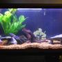 125 gallons freshwater fish tank (mostly fish and non-living decorations) - 125 gal New World Cichlid tank