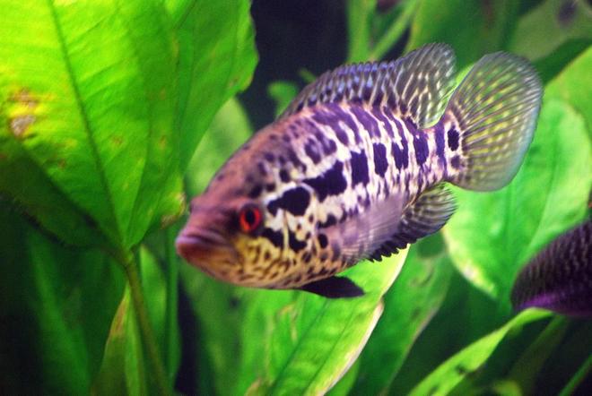 freshwater fish - parachromis managuensis - jaguar cichlid stocking in 125 gallons tank - 6" Jaguar Cichlid