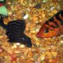 freshwater fish - glyptoperichthys gibbiceps - sailfin pleco (l-83) stocking in 125 gallons tank - Sailfin Pleco and Festae (Red Terror Cichlid)