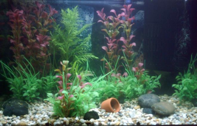 15 gallons freshwater fish tank (mostly fish and non-living decorations) - tropical tank