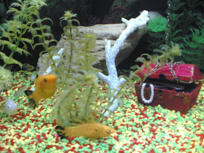 Rated #2346: Freshwater Fish - Poecilia Latipinna - Balloon Molly Stocking In 12 Gallons Tank - twin mollies. one male and one female.