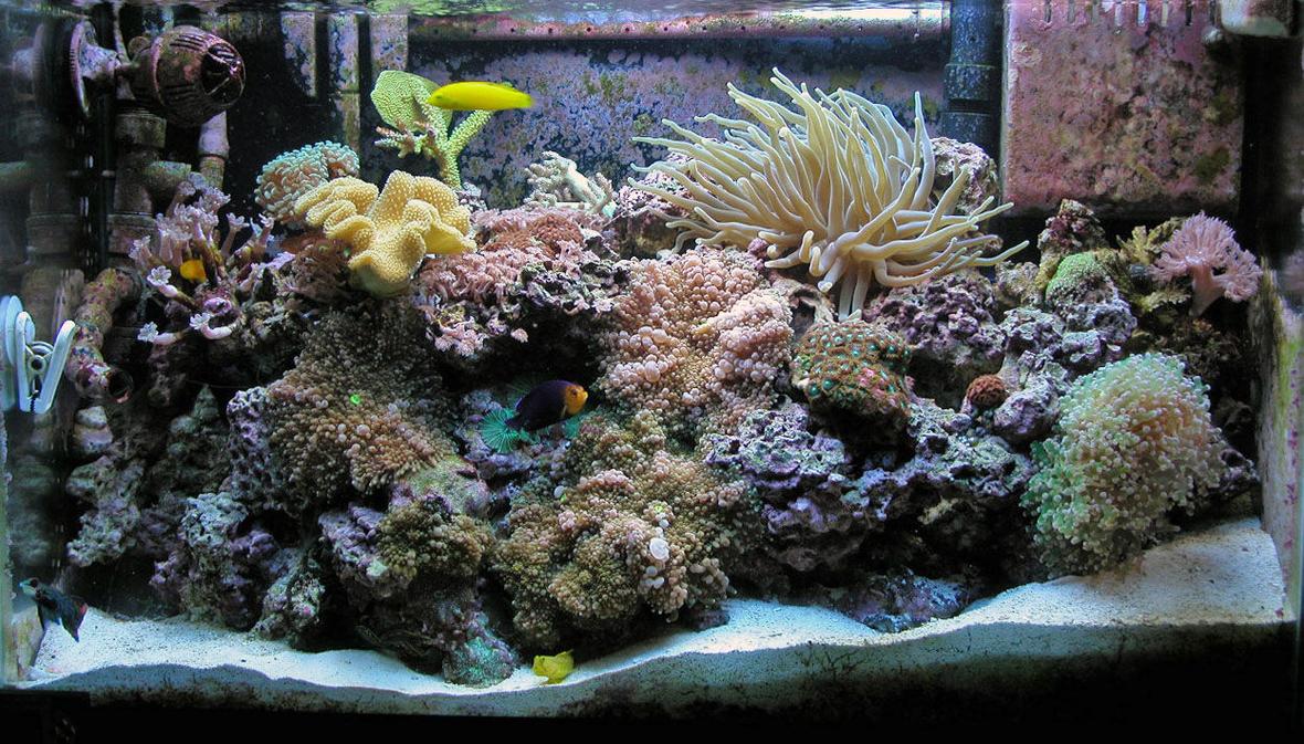 29 gallons reef tank (mostly live coral and fish) - 29G Reef