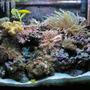 29 gallons reef tank (mostly live coral and fish) - 29G Reef