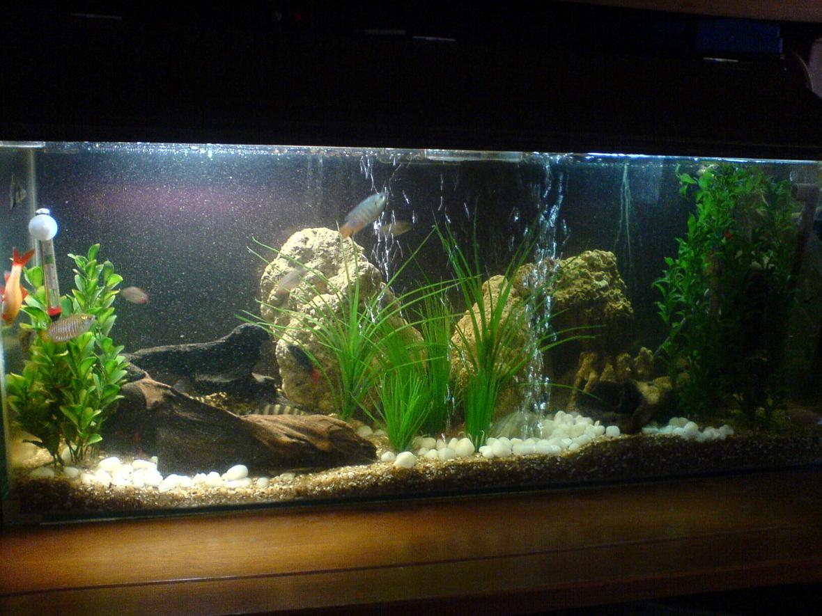 130 gallons freshwater fish tank (mostly fish and non-living decorations) - Fw tank. took some time to get the perfect combination of fish. no live plants as fish and crustaceans actively destroy them.