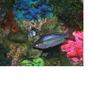 freshwater fish - melanotaenia praecox - praecox rainbow stocking in 110 gallons tank - rainbow fish