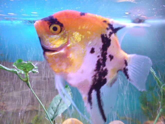 freshwater fish - pterophyllum sp. - koi angel stocking in 46 gallons tank - This is one of my Angels it is quite big, about 10 cm.
