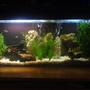 130 gallons freshwater fish tank (mostly fish and non-living decorations) - difft angle