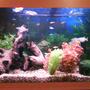 33 gallons freshwater fish tank (mostly fish and non-living decorations) - Simple freshwater tank