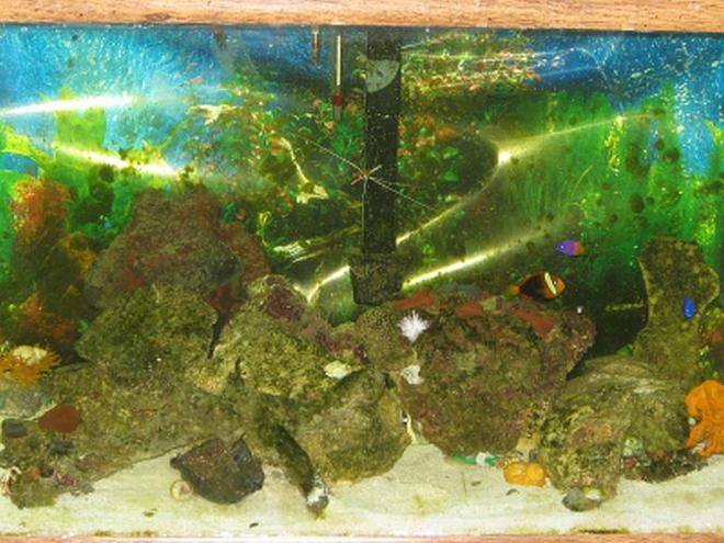 55 gallons saltwater fish tank (mostly fish, little/no live coral) - Our 55 Gal tank! We have been working on it very slowly!