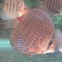 freshwater fish - symphysodon spp. - red turquoise discus stocking in 60 gallons tank - Red Turquoise discus
