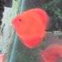 freshwater fish - symphysodon spp. - pigeon blood discus stocking in 60 gallons tank - Pigeon Blood discus
