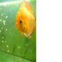 freshwater fish - symphysodon sp. - red marlboro discus stocking in 40 gallons tank - Baby Marlboro Red's Discus
