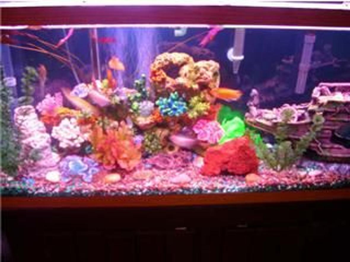 55 gallons freshwater fish tank (mostly fish and non-living decorations) - freshwater fish tank