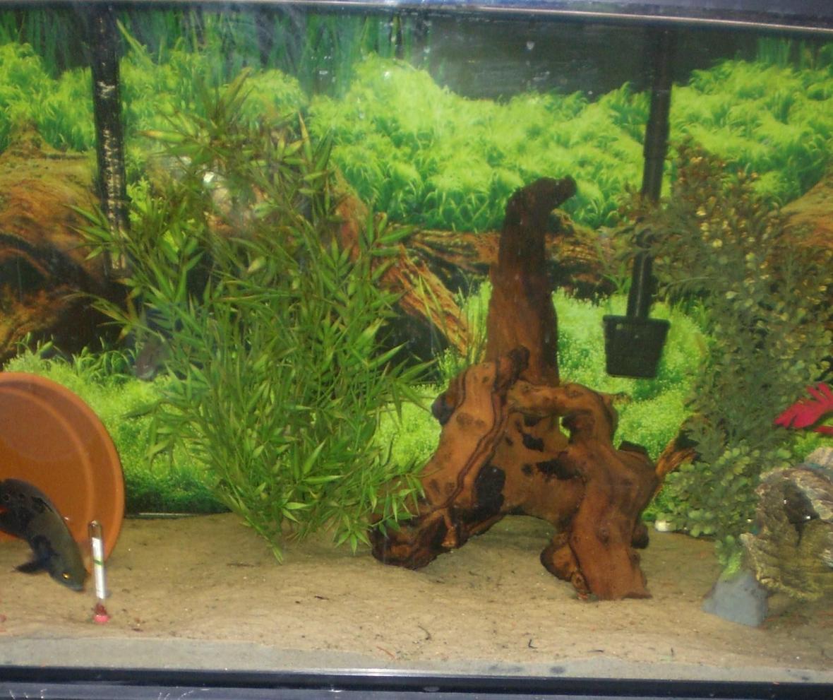 90 gallons freshwater fish tank (mostly fish and non-living decorations) - This is my 90 gallon aquarium that I absolutely love spending all my time on. I have only 4 fish in it now: an Oscar (5"), a Jack Dempsey (3"), a Common Pleco (7"), and a Blue Gourami (3.5"). I have had no problems with fish mate compatibility thus far! My camera takes too large of photos for the site, so this is a slightly cropped version of the tank.