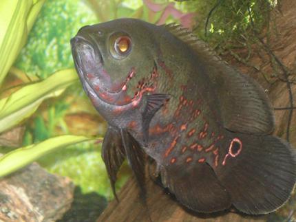 freshwater fish - astronotus ocellatus - tiger oscar stocking in 60 gallons tank - Tiger Oscar- 