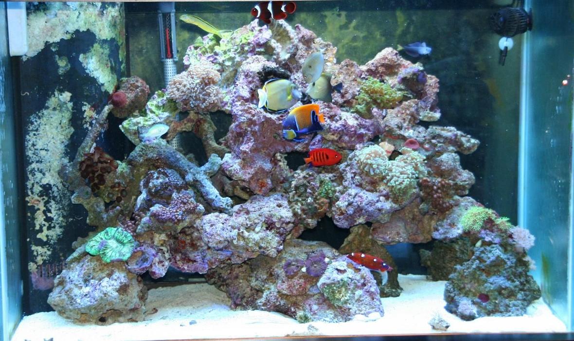 65 gallons reef tank (mostly live coral and fish) - my reef