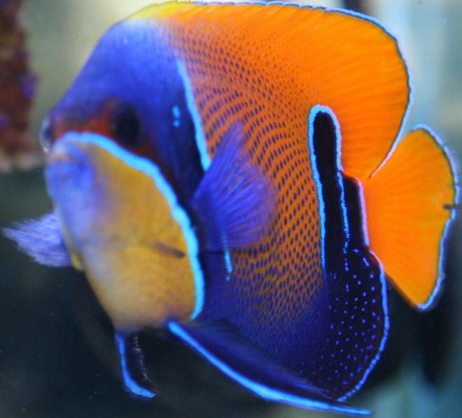 saltwater fish - euxiphipops navarchus - blue girdled angelfish stocking in 65 gallons tank - Majestic