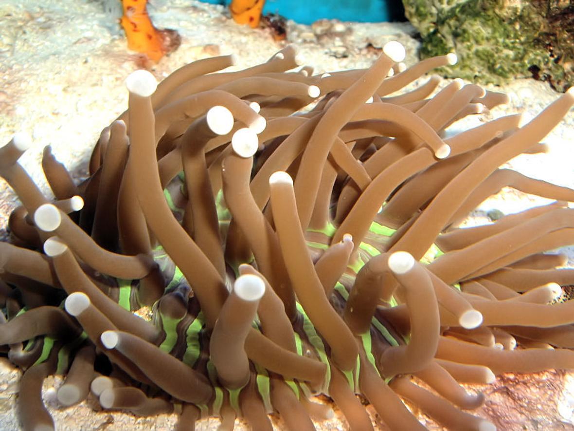 corals inverts - heliofungia actiniformis - plate coral, long tentacle stocking in 55 gallons tank - Plate Coral