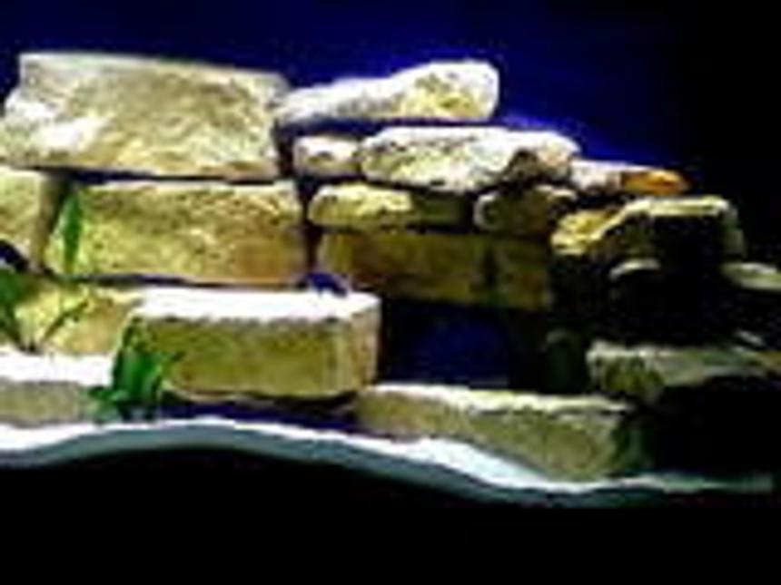 Rated #4000: 75 Gallons Freshwater Fish Tank - Malawi Cichlid, MBUNA, PEACOCKS, HAP