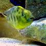 fish tank picture - Venustus