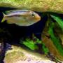 fish tank picture - Auratus