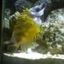 saltwater fish - siganus vulpinus - foxface lo stocking in 55 gallons tank - Foxface that loves his picture taken!
