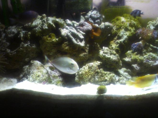 55 gallons saltwater fish tank (mostly fish, little/no live coral) - Unicorn Tang