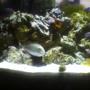 55 gallons saltwater fish tank (mostly fish, little/no live coral) - Unicorn Tang