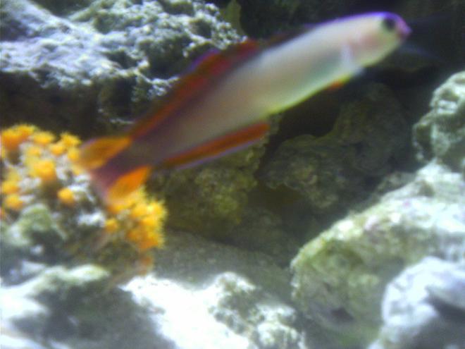 saltwater fish - nemateleotris decora - firefish, purple stocking in 55 gallons tank - Purple fire fish
