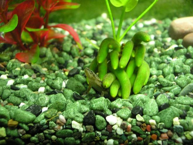 corals inverts - hymenochirus boettgeri - african dwarf frog stocking in 5 gallons tank - My african dwarf frog burrowed under the banana plant.