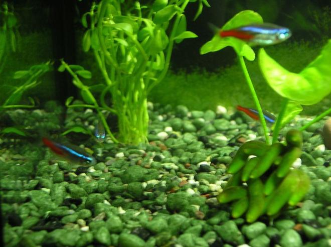 freshwater fish - paracheirodon innesi - neon tetra jumbo stocking in 5 gallons tank - 4 Neon Tetras schooling together
Moneywort Plant (Left)
Banana Plant (Right)