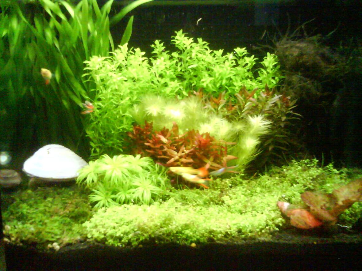 3 gallons planted tank (mostly live plants and fish) - My 3.5 gallon tank