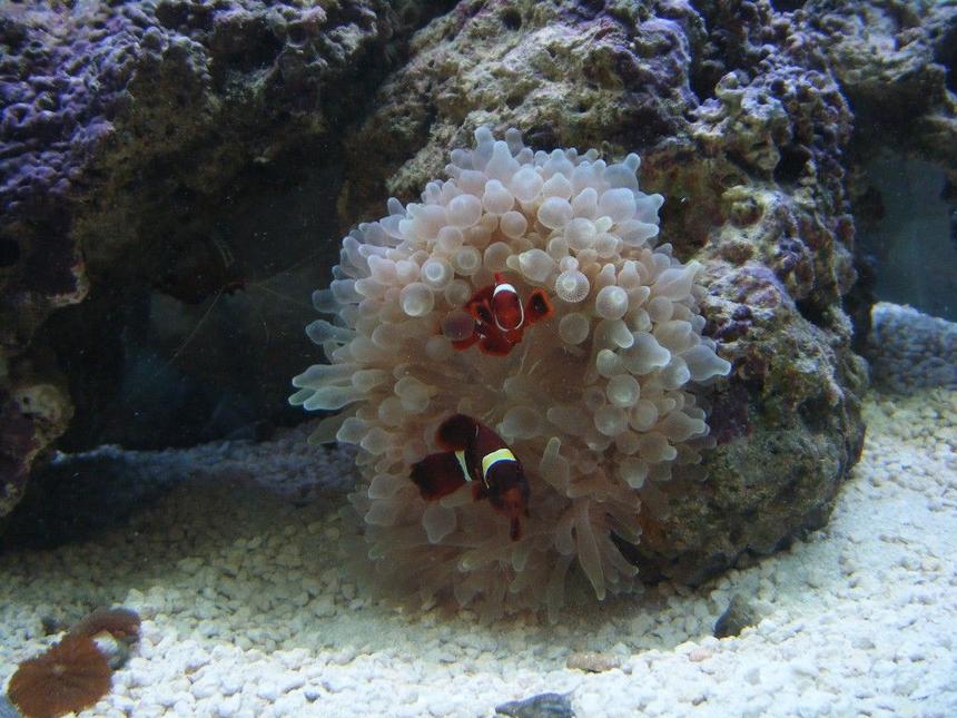 Rated #52: Saltwater Fish - Premnas Biaculeatus - Maroon Clownfish Stocking In 75 Gallons Tank - My maroon clowns
