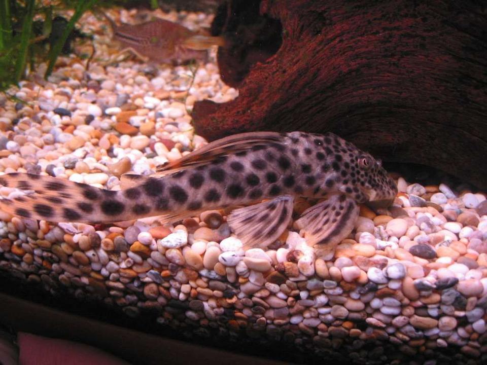 freshwater fish - hypostomus sp. - para pleco (l075) stocking in 57 gallons tank - My L075 Para Pleco. Had him about 12 months now. He is now approx 6 inches long.