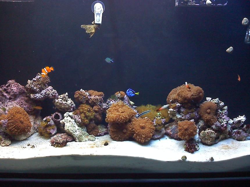 Rated #196: 80 Gallons Reef Tank - 80 gallon reef
