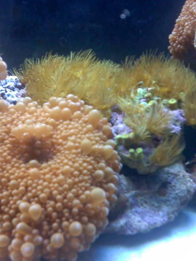 corals inverts - ricordea florida - ricordea mushroom stocking in 80 gallons tank - Mushroom-Star Polyps (just fed)