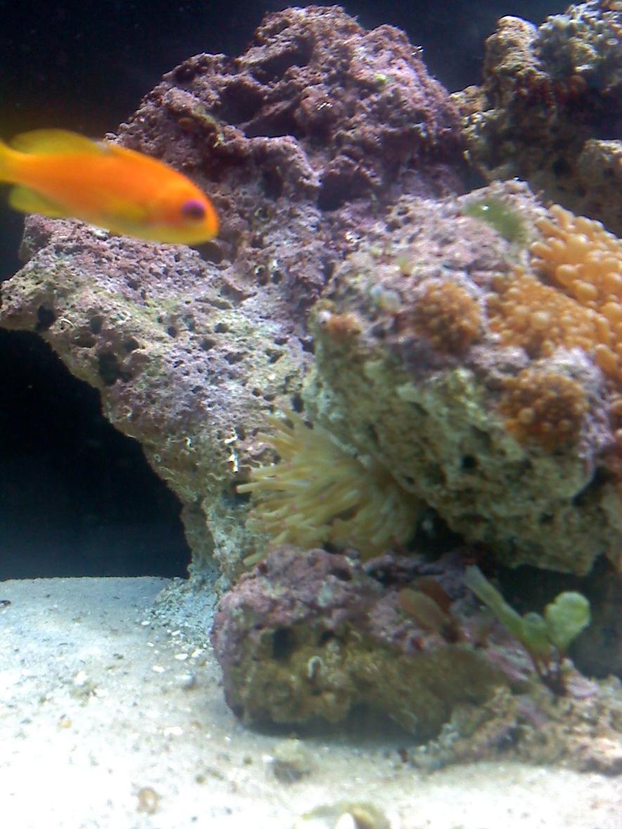 corals inverts - condylactis sp. - haitian reef anemone stocking in 80 gallons tank - Purple-eyed Antheis creepin around Hatian pink tipped anemone.