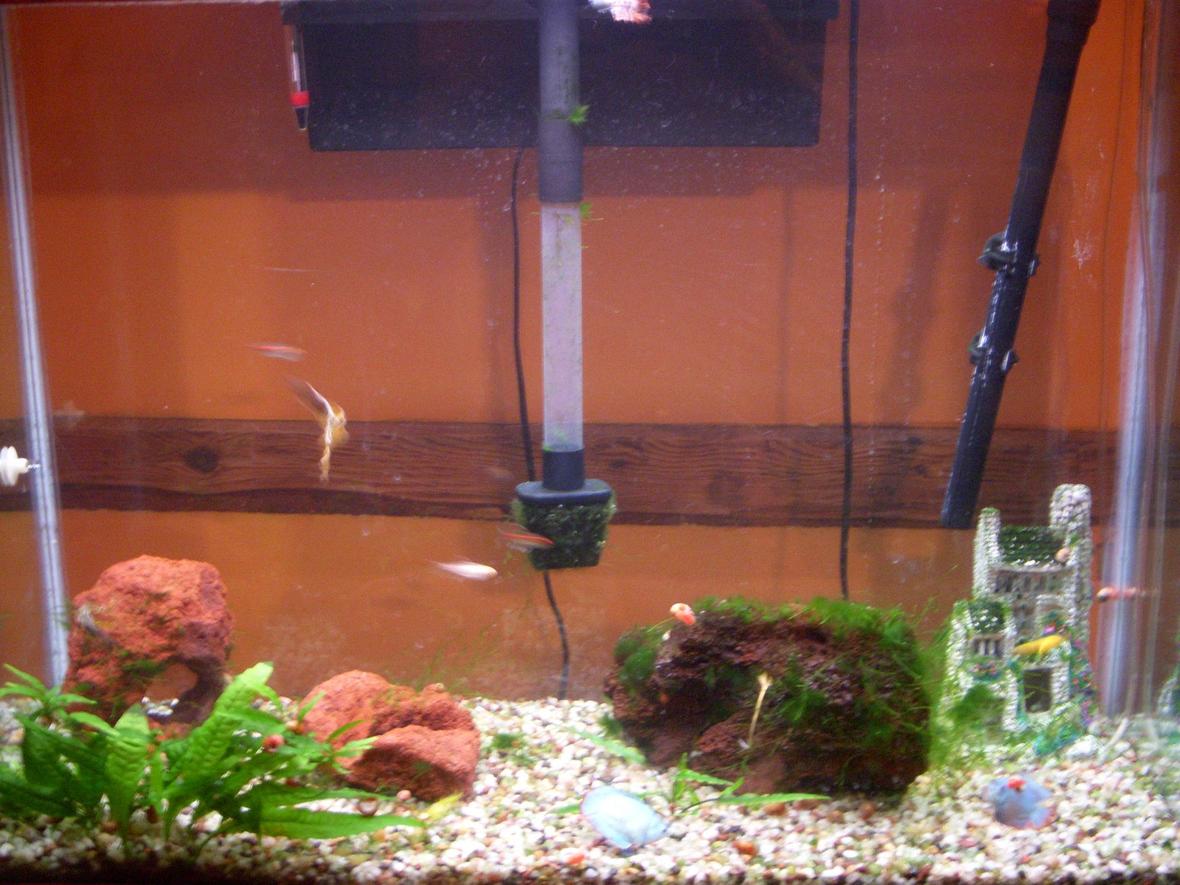 45 gallons freshwater fish tank (mostly fish and non-living decorations) - carlos's tank