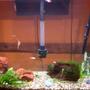 45 gallons freshwater fish tank (mostly fish and non-living decorations) - carlos's tank