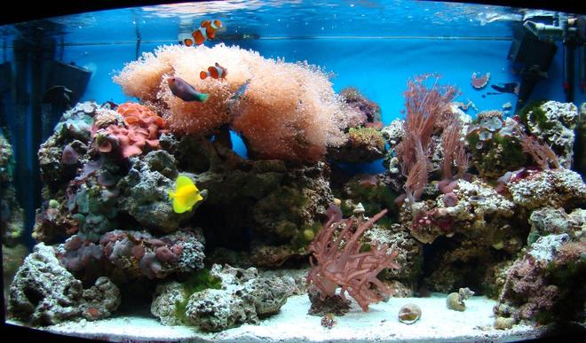 46 gallons reef tank (mostly live coral and fish)