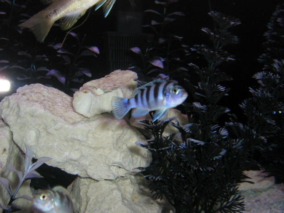 freshwater fish - metriaclima lombardoi - kenyi cichlid stocking in 72 gallons tank - heres one pic, I have more but the files are too big..